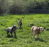 Chicken Nugget - Photo 4
