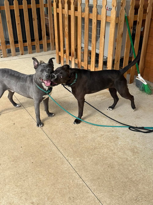 CHICKEN NUGGET - American Pit Bull Terrier / Labrador Retriever available for adoption