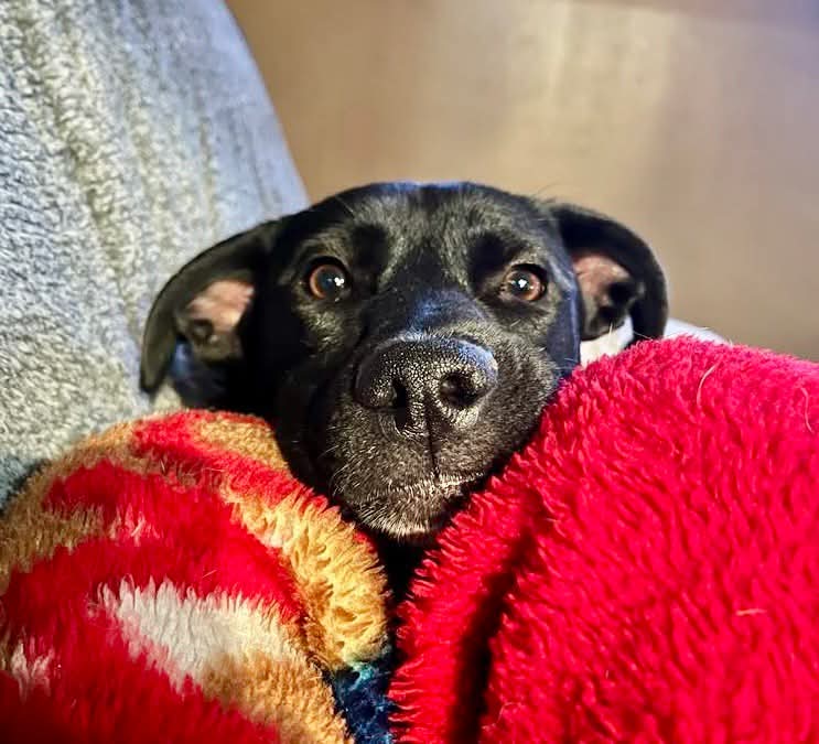 adoptable Dog in Germantown, OH named Brie