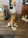 Winger - Photo 9