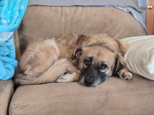 WINGER - Golden Retriever / Shepherd available for adoption