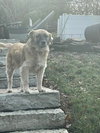 Winger - Photo 2