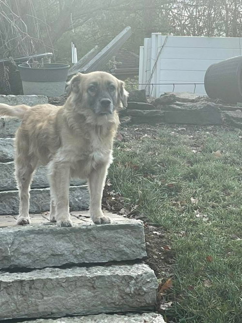 WINGER - Golden Retriever / Shepherd available for adoption