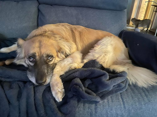 WINGER - Golden Retriever / Shepherd available for adoption