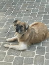 Winger - Photo 2