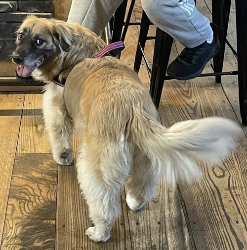 Winger, an adoptable Golden Retriever in Germantown, OH