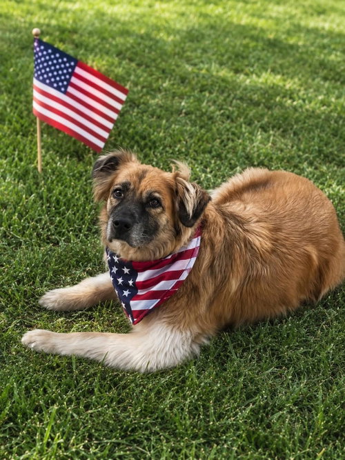 Winger, an adoptable Golden Retriever in Germantown, OH
