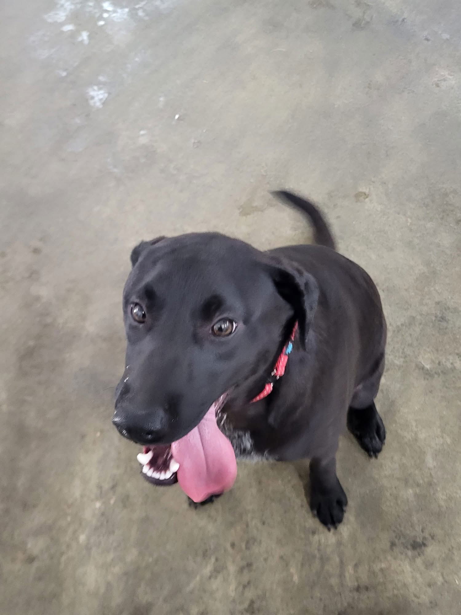adoptable Dog in Germantown, OH named Pearson