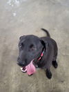 adoptable Dog in germantown, OH named Pearson