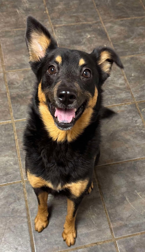 BRIGHT - Australian Kelpie available for adoption