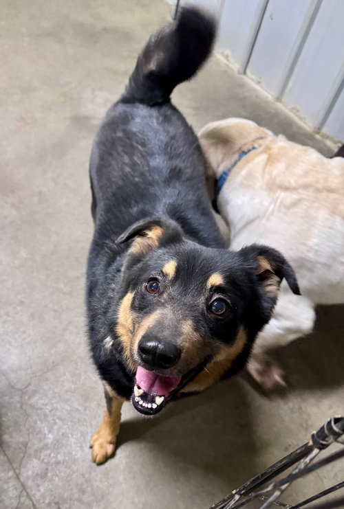 picture of the dog needing adoption