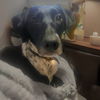 Miss Oreo