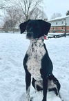 Miss Oreo