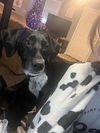 Miss Oreo