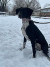 Miss Oreo