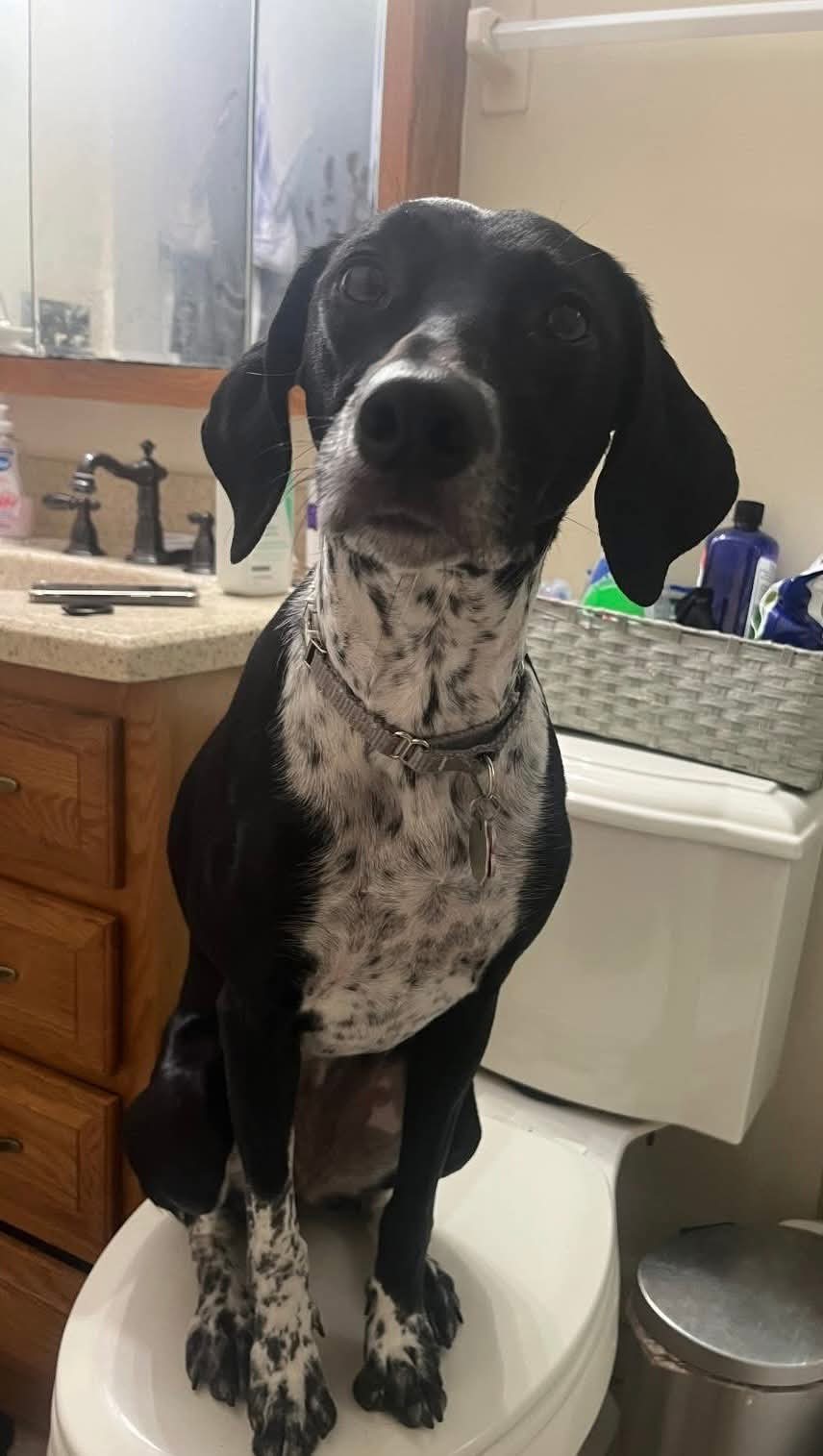 adoptable Dog in Germantown, OH named Miss Oreo