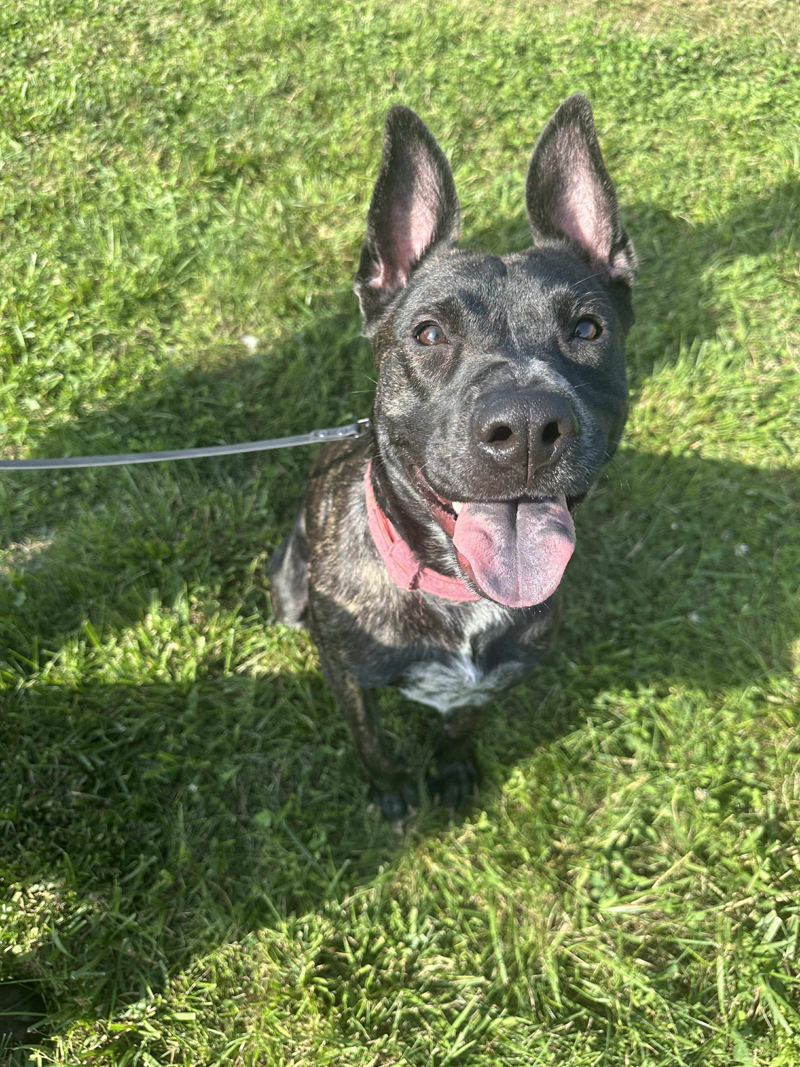adoptable Dog in Germantown, OH named Janey