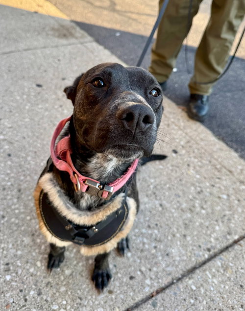 JANEY - Belgian Shepherd Malinois available for adoption