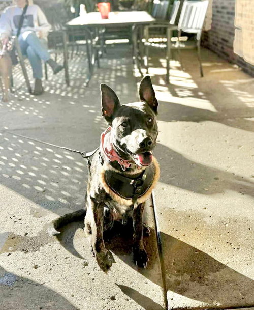 JANEY - Belgian Shepherd Malinois available for adoption