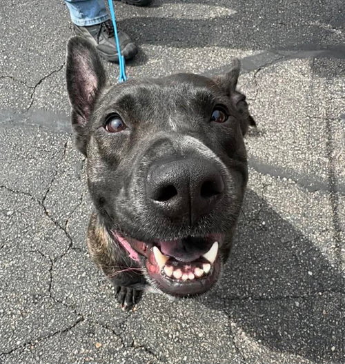 JANEY - Belgian Shepherd Malinois available for adoption