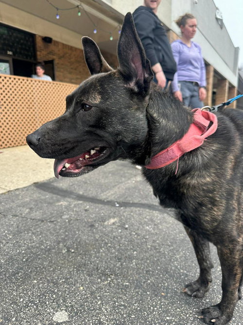 JANEY - Belgian Shepherd Malinois available for adoption
