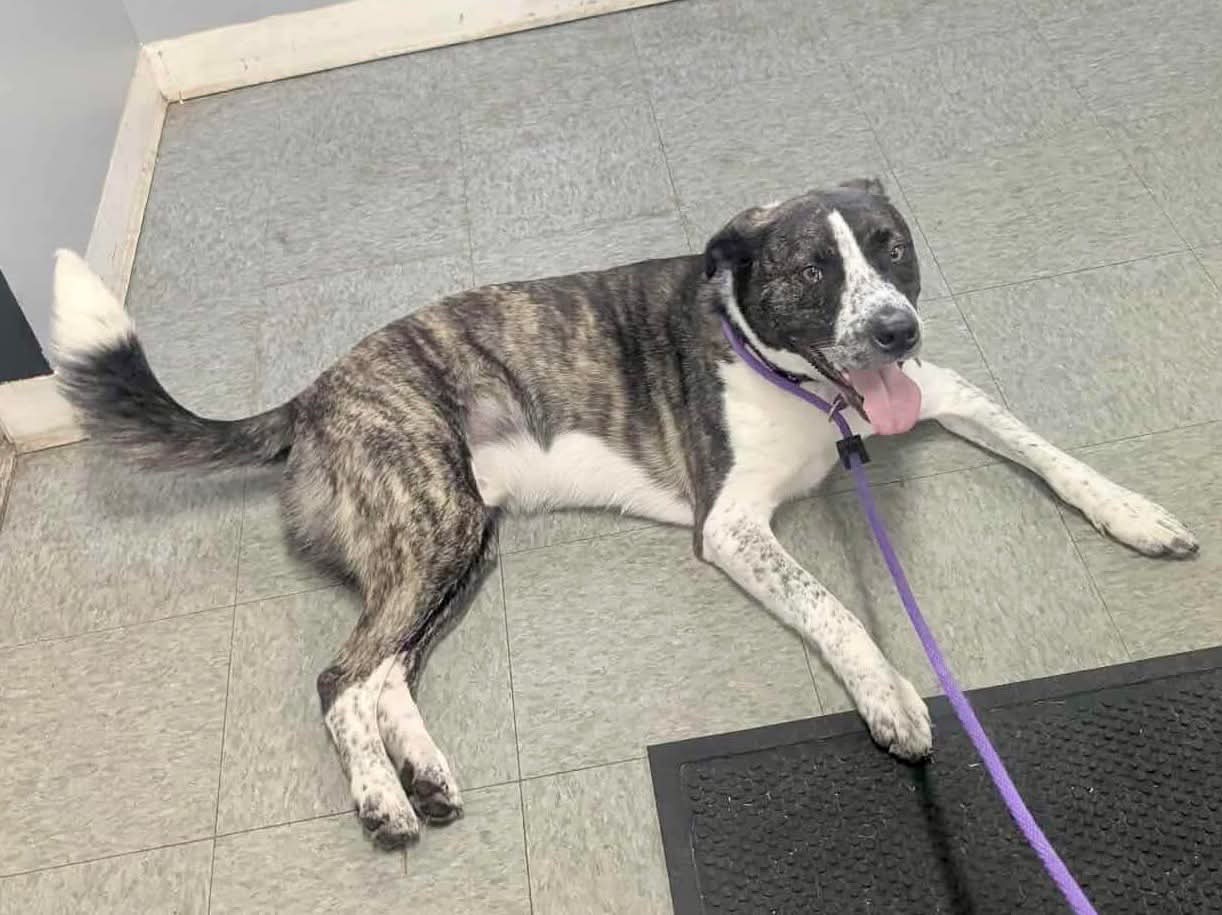 adoptable Dog in Germantown, OH named Logan HOWLett