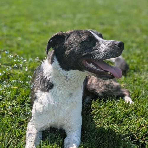 LOGAN HOWLETT - Saint Bernard / American Pit Bull Terrier available for adoption