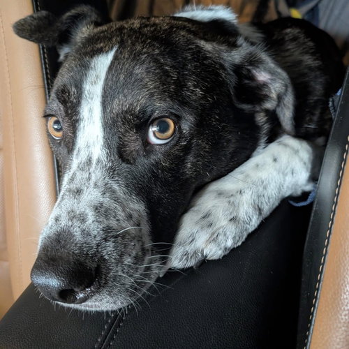 LOGAN HOWLETT - Saint Bernard / American Pit Bull Terrier available for adoption