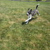 Logan HOWLett - Photo 4