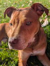 Cadbury