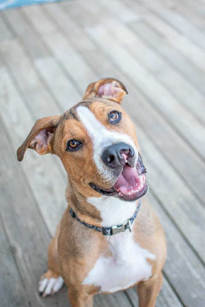 adoptable Dog in Germantown, OH named Pepino