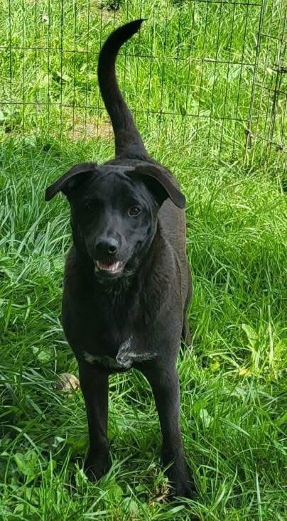 adoptable Dog in Germantown, OH named Kingston