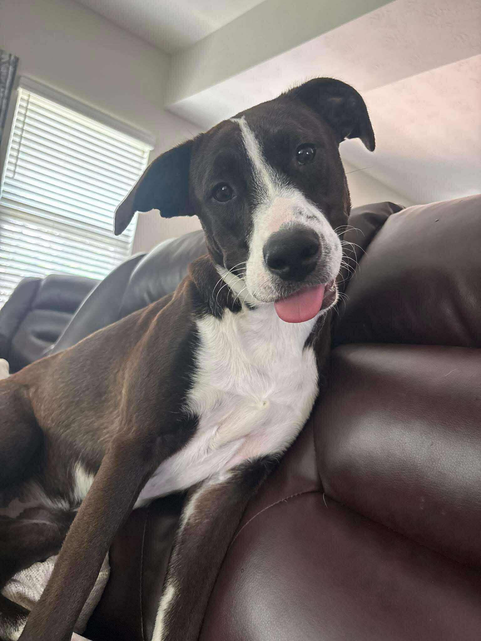 adoptable Dog in Germantown, OH named Cinnabar
