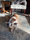 Tazzie