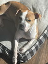 Tazzie