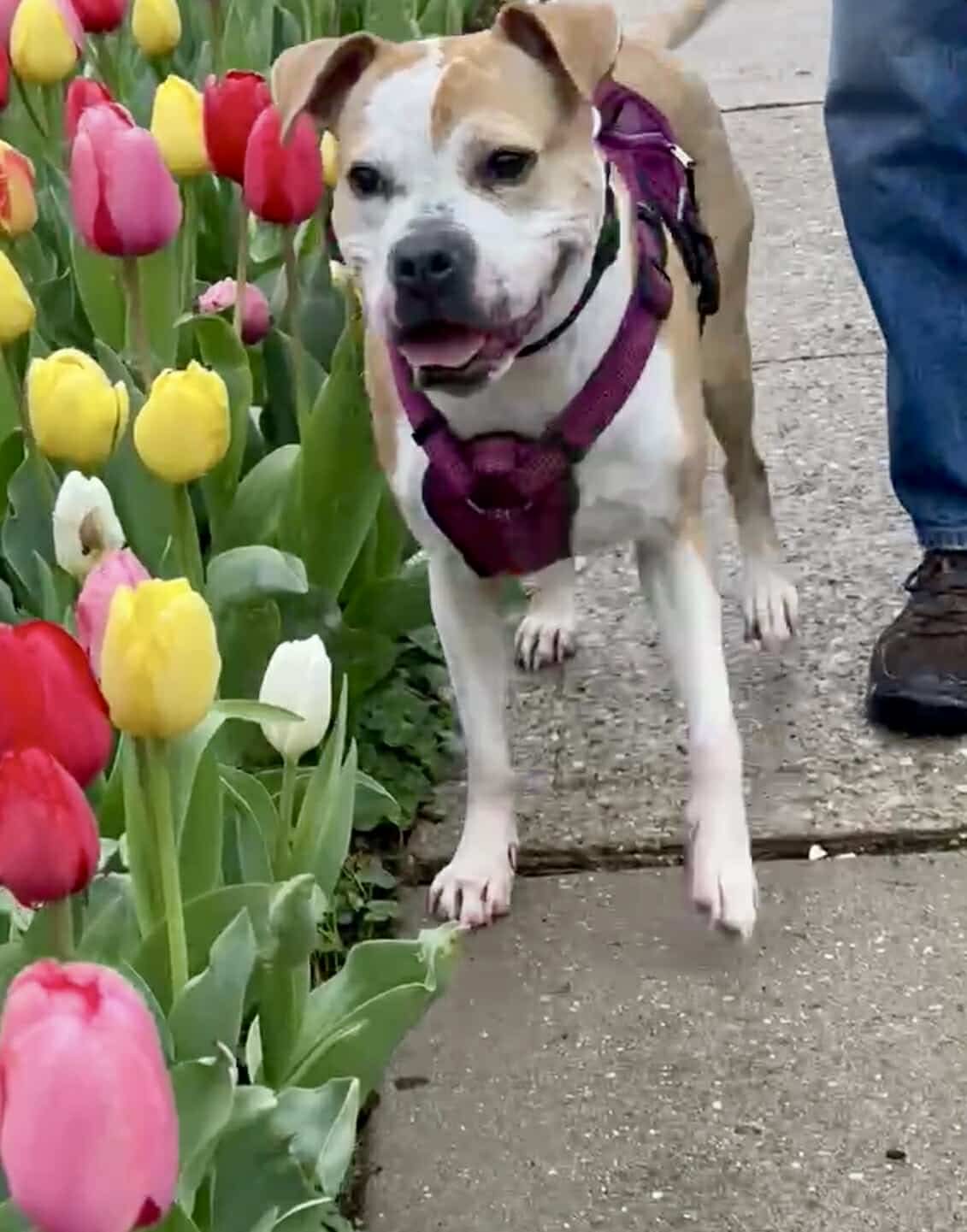adoptable Dog in Germantown, OH named Tazzie