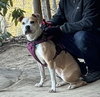 Tazzie - Photo 1