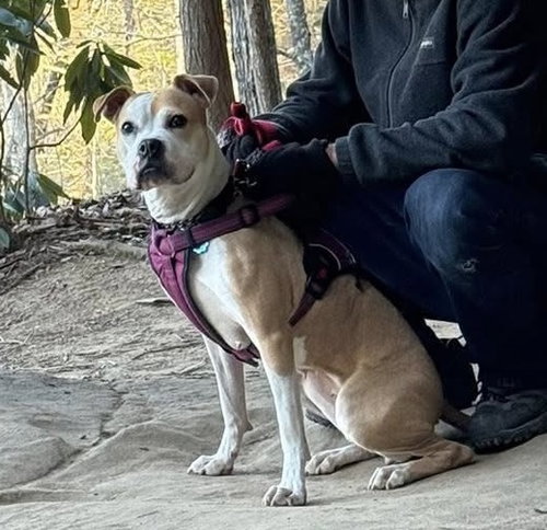 TAZZIE - American Pit Bull Terrier available for adoption