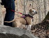 Tazzie - Photo 2