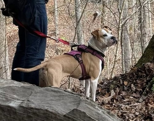 TAZZIE - American Pit Bull Terrier available for adoption