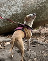 Tazzie - Photo 3