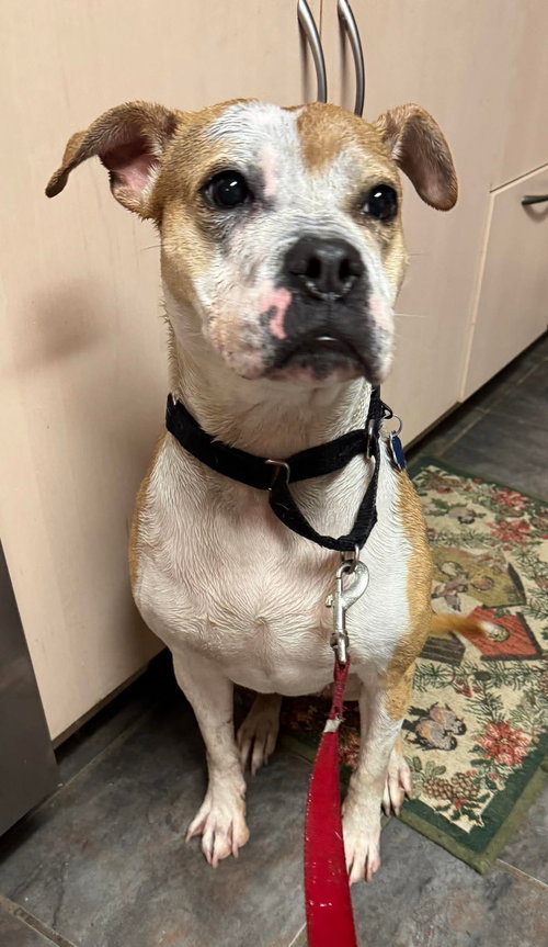 TAZZIE - American Pit Bull Terrier available for adoption