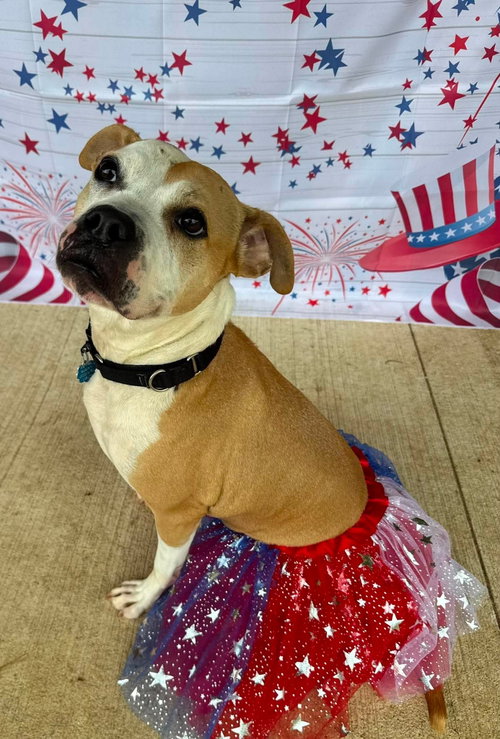 Tazzie, an adoptable American Pit Bull Terrier in Germantown, OH