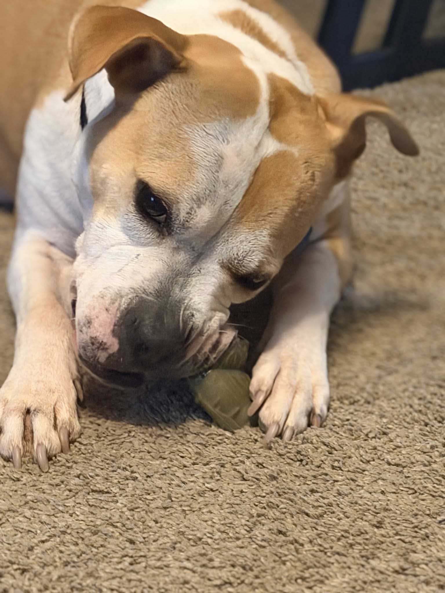 Tazzie, photo 2