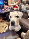 Remi Lou