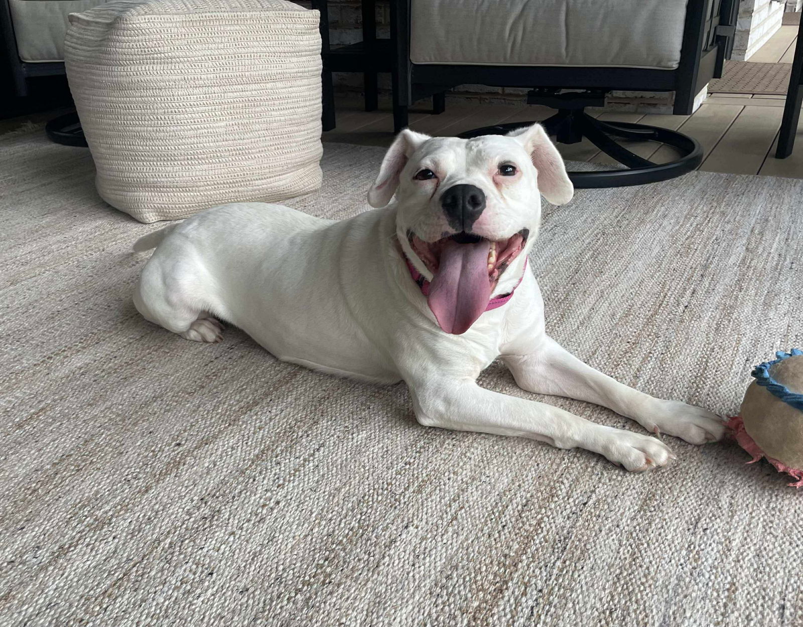 adoptable Dog in Germantown, OH named Magnolia Snow
