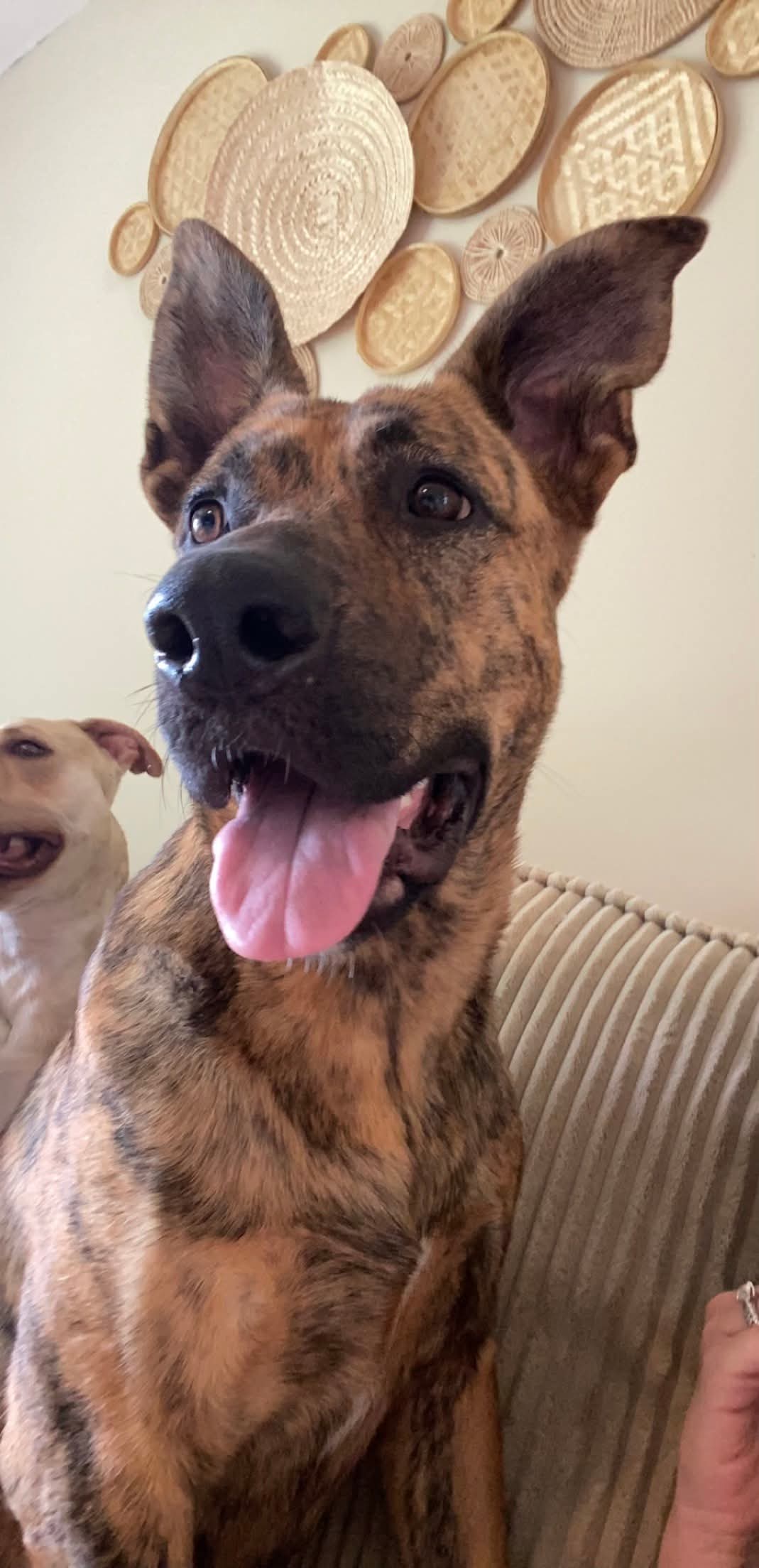adoptable Dog in Germantown, OH named Denali