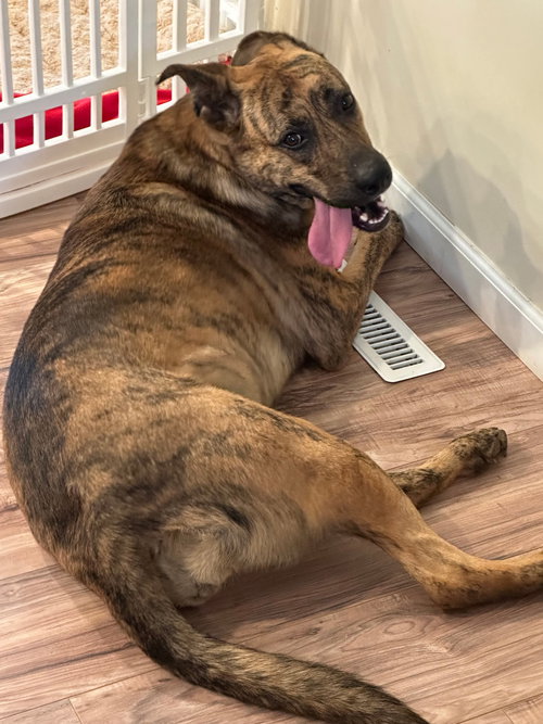 DENALI - German Shepherd Dog / American Pit Bull Terrier available for adoption