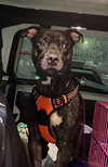 Walter - Photo 16