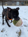 Walter - Photo 13